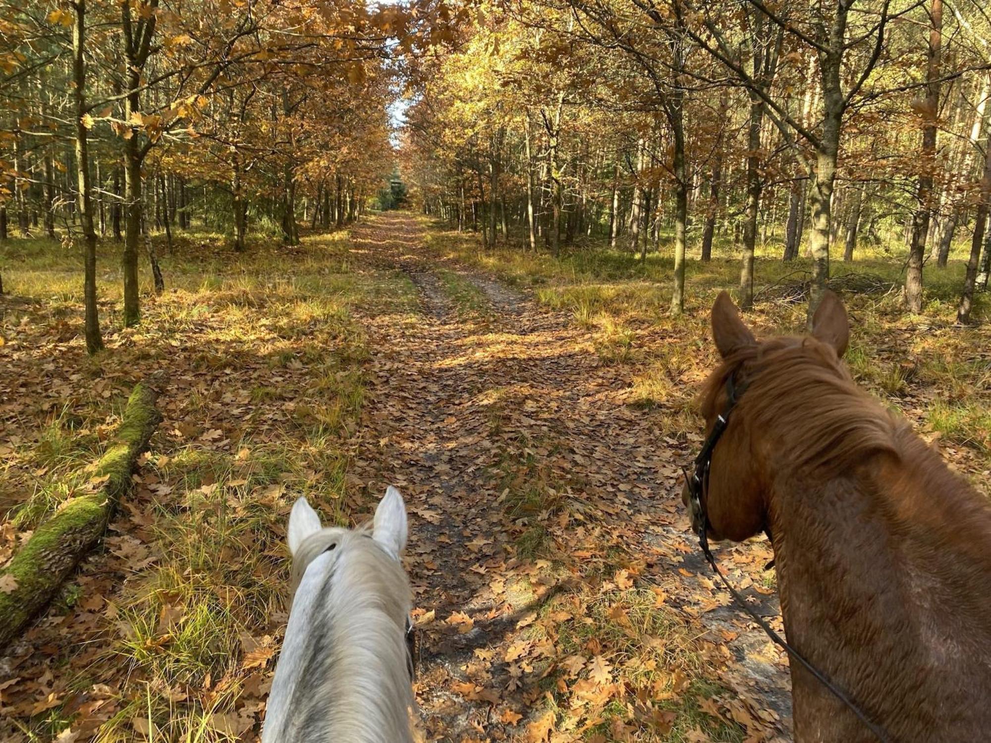 Cozy Holiday Home On A Horse Farm In The L Neburg Heath Eschede Exterior foto